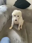 Purebred American Eskimo Puppy - 3-6 Months - 1