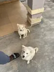 Purebred American Eskimo Puppy - 3-6 Months - 2