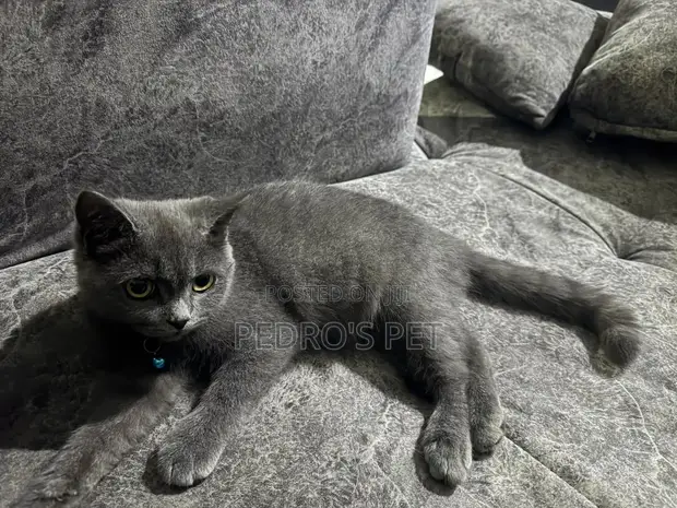 Purebred British Shorthair Kitten - Female, 1-3 Months - 1