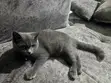 Purebred British Shorthair Kitten - Female, 1-3 Months - 1