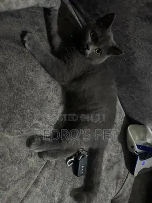 Purebred British Shorthair Kitten - Female, 1-3 Months
