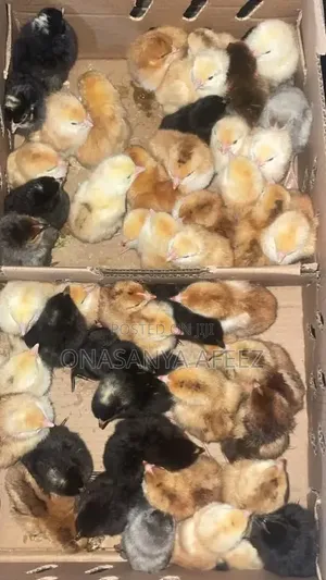 Noiler Day Old Chicks
