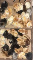 Noiler Day Old Chicks - 1