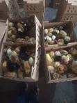 Noiler Day Old Chicks - 2