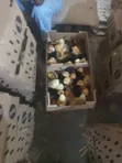 Noiler Day Old Chicks - 4