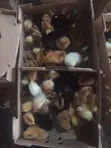 Noiler Day Old Chicks - 5