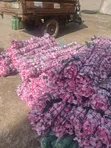 Pure Range Flowers - 2