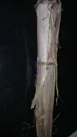 Natural Dried Sorghum Bicolor Sheath/Leaves (Poroporo/Karandasi) - 2