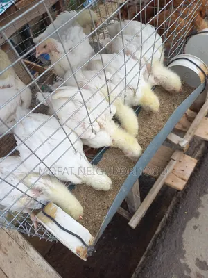 Broiler Chickens - 2 Weeks Old