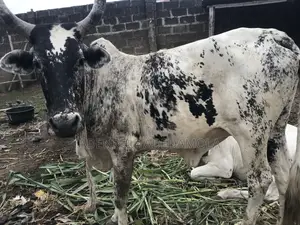 Cow for Sale