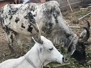 Saniya Don Siyarwa