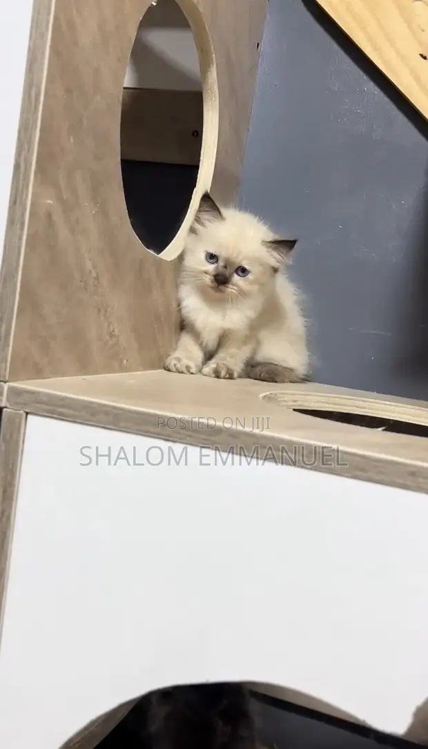 Ragamese Kitten (Ragdoll Mix) - 1-3 Months Female - 1