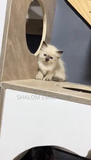 Ragamese Kitten (Ragdoll Mix) - 1-3 Months Female
