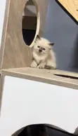Ragamese Kyanwa (Ragdoll Mix) - Mata 'Yan Wata 1-3 - 1