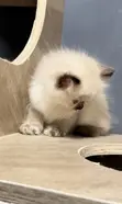 Ragamese Kyanwa (Ragdoll Mix) - Mata 'Yan Wata 1-3 - 2