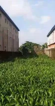 Half Plot of Land for Sale in Bucknor, Isolo - 1