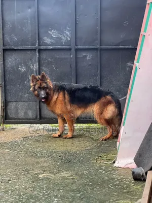 Macefiyar German Shepherd Mai Tsarki, 6-12 Watan