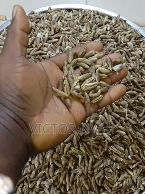 70 Kg Date Seeds