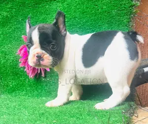 Purebred Female French Bulldog Puppy