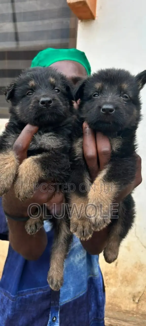 1-3 Months Male Purebred German Shepherd Puppy - 1