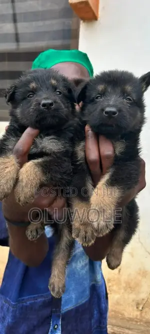 1-3 Months Male Purebred German Shepherd Puppy