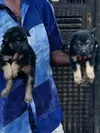 1-3 Months Male Purebred German Shepherd Puppy - 2
