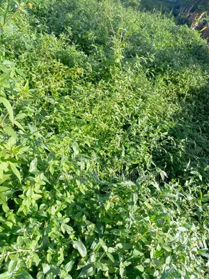 1,159sqm Residential Land in Golden Gate Estate, Oluyole