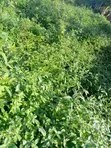 1,159sqm Residential Land in Golden Gate Estate, Oluyole - 1