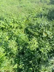1,159sqm Residential Land in Golden Gate Estate, Oluyole - 2