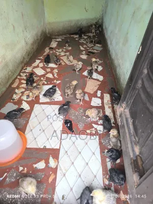 Noiler Chicks for Sale