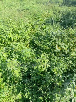 2,100sqm Residential Land for Sale, Old Bodija