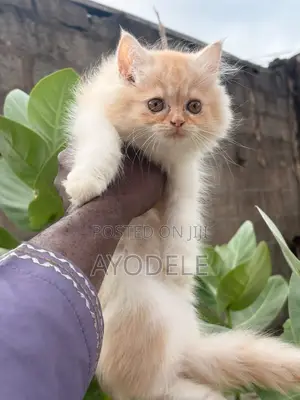 Kare-karen Persian Namiji Mai Tsarki (Wata 1-3)