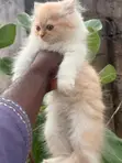 Purebred Persian Male Kitten (1-3 Months) - 2