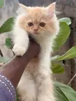 Purebred Persian Male Kitten (1-3 Months) - 3