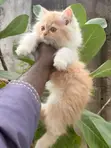 Purebred Persian Male Kitten (1-3 Months) - 4