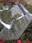 Stevia Leaves - Natural Sweetener - 1