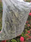 Stevia Leaves - Natural Sweetener - 3