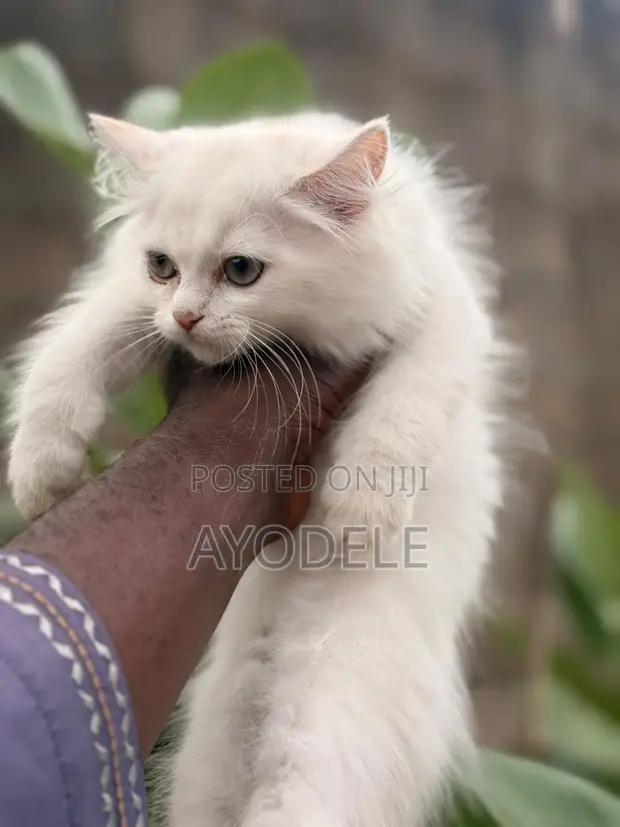 Kare-karen Persian Mai Tsarki (Wata 1-3) - 1