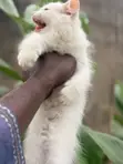 Kare-karen Persian Mai Tsarki (Wata 1-3) - 2