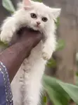 Kare-karen Persian Mai Tsarki (Wata 1-3) - 3