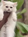 Kare-karen Persian Mai Tsarki (Wata 1-3) - 4
