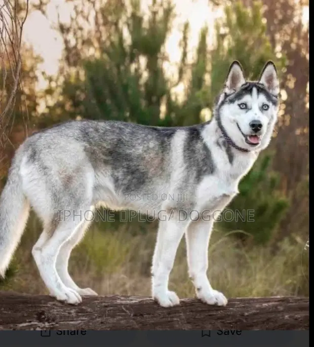 Female Siberian Husky, 6-12 Months - 1