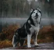 Female Siberian Husky, 6-12 Months - 2