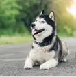 Female Siberian Husky, 6-12 Months - 3
