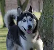 Female Siberian Husky, 6-12 Months - 4