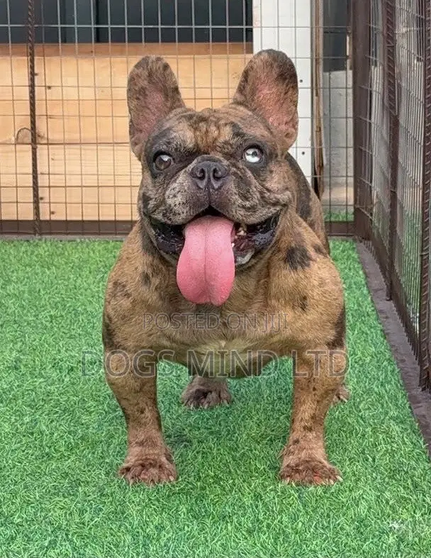 Namijin French Bulldog Mai Shekara 1+ Mai Tsarki - 1