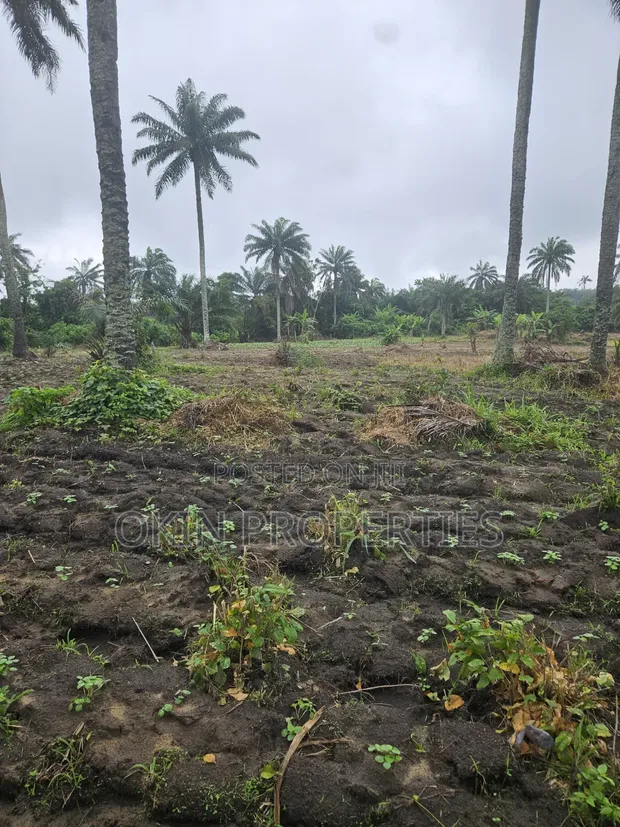 3 Acres Swamped Farmland for Sale near Osogbo - 1
