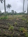 3 Acres Swamped Farmland for Sale near Osogbo - 1