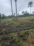 3 Acres Swamped Farmland for Sale near Osogbo - 2