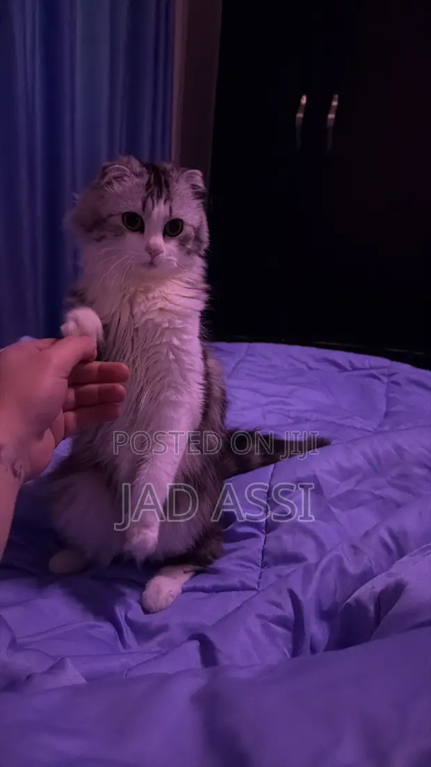 Female Scottish Fold Cat, 6-12 Months - 1